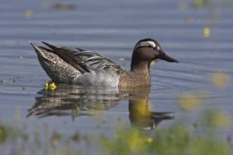 Garganey (Spatula querquedula) male, Mallorca, Spain