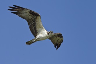 Western Osprey (Pandion haliaetus) flying, Florida, USA