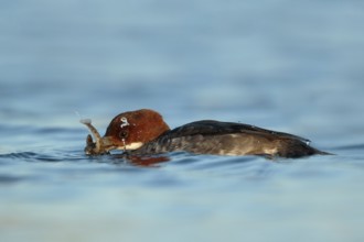 Smew (Mergellus albellus) female with fish prey, Utrecht, Netherlands