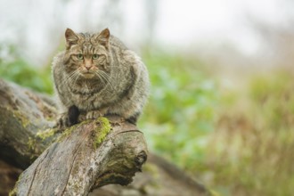Europäische Wildkatze, Felis silvestris European Wildcat, Felis silvestris