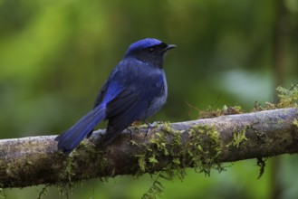 Large Niltava (Niltava grandis grandis) male, Ngoc Linh, Vietnam