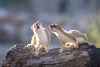 Short-tailed Weasel (Mustela erminea) two adult fighting on tree trunk, Castile-La Mancha, Spain