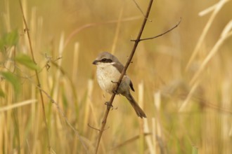 Brown Shrike (Lanius cristatus), Khao Yai, Thailand