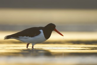 Eurasian Oystercatcher (Haematopus ostralegus), North Rhine-Westphalia, Germany