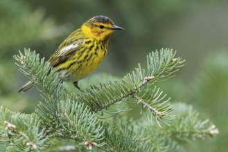 Cape May Warbler (Dendroica tigrina) perched on a branch in Ontario, Canada
