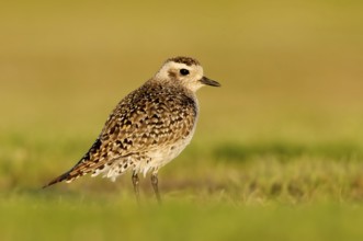 American Golden Plover (Pluvialis dominica), Alaska, USA