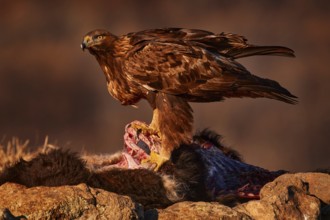 Eagle with cow calf carcass. Golden eagle, stone, Rhodopes mountain, Bulgaria. Eagle, evening