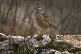 Rock bunting, Emberiza cia, passerine bird, in the nature rock mountain habitat in Torcal de
