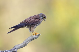 Turmfalke, lat. Falco tinnunculus, junges Männchen auf Ast sitzend und nach unten schauend