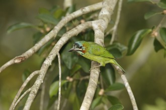 Moustached Barbet (Psilopogon incognitus), Khao Yai, Thailand