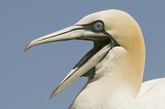 Northern Gannet (Morus bassanus), Quebec, Canada