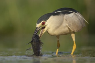 Black-crowned Night Heron (Nycticorax nycticorax) with fish prey in beak, Pusztaszer, Hungary
