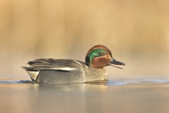 Green-winged Teal (Anas carolinensis) male, British Columbia, Canada