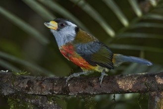 Toucan Barbet (Semnornis ramphastinus), Ecuador