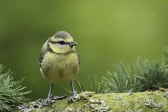 Eurasian Blue Tit (Cyanistes caeruleus) juvenile, Lower Saxony, Germany