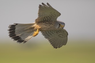Common Kestrel (Falco tinnunculus) male flying, Subotica, Serbia
