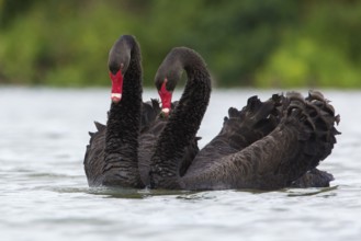 Black Swan (Cygnus atratus) pair displaying, Victoria, Australia