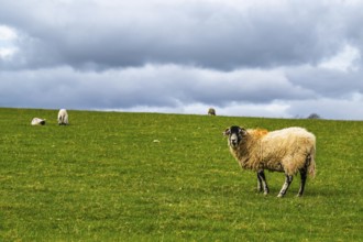 Sheeps, Pooley Bridge, Ullswater Lake, Lake District National Park, Cumbria, England, United
