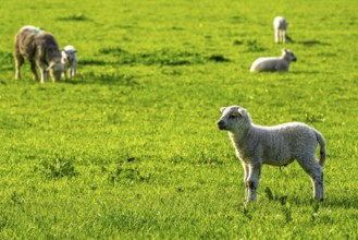 Sheep and farm in Lake District National Park, Coniston Water, Cumbria, England, United Kingdom