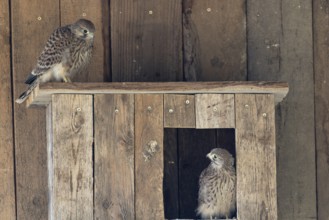 Kestrel (Falco tinnunculus) young bird already able to fly looking at its sibling, village in