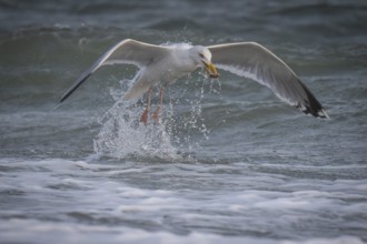 Herring Gull (Larus argentatus) with captured starfish in its beak, Hvide Sande, North Sea, Denmark