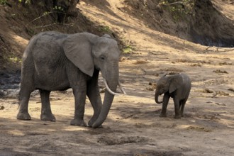 African elephant (Loxodonta africana), adult, juvenile, dried up riverbed, water search, Kruger,
