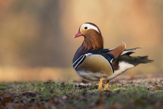 On land... Mandarin duck (Aix galericulata) colourful male, drake, conspicuous, very pretty duck