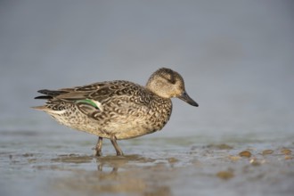 Europe's smallest duck... Teal (Anas crecca), female leaves the water, runs ashore, detailed side