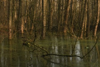 At high water levels... near-natural marshy forest, alluvial forest with alders, poplars, ash trees