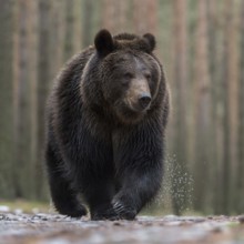 European brown bear (Ursus (genus) arctos) runs with a critical look directly towards the