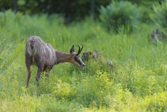 An adult chamois (Rupicapra rupicapra) stands in the tall grass of a green meadow on a sunny day..