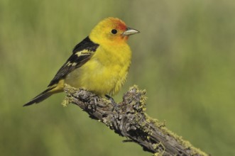 Western Tanager (Piranga ludoviciana) male, British Columbia, Canada