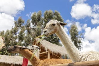 Alpaca and Llama Farm, near Cusco, Peru