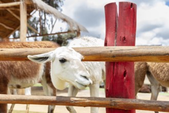 Alpaca and Llama Farm, near Cusco, Peru