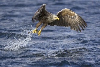White-tailed Eagle (Haliaeetus albicilla) flying, Nord-Trondelag, Norway