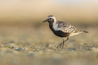 Grey Plover (Pluvialis squatarola), Poland
