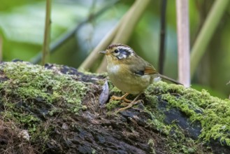 Rufous-winged Fulvetta (Alcippe castaneceps), Ngoc Linh, Vietnam
