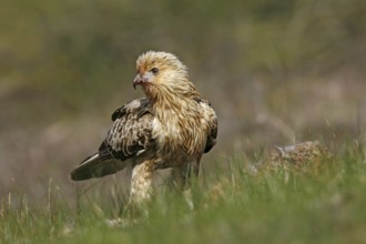 Whistling Kite (Haliastur sphenurus), Victoria, Australia