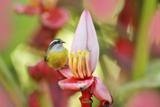 Banana pink red flower bloom with bird. Bananaquit, Coereba flaveola, exotic tropical songbird