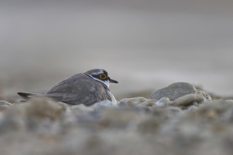 Little Ringed Plover (Charadrius dubius) incubating, North Rhine-Westphalia, Germany