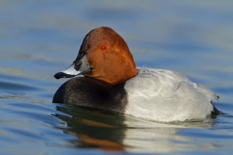 Common Pochard (Aythya ferina) male, Baden-Wuerttemberg, Germany