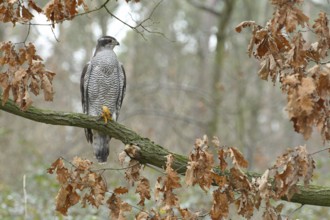Northern Goshawk (Accipiter gentilis) female, Baden-Wuerttemberg, Germany