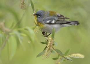 Northern Parula (Setophaga americana), Texas, USA