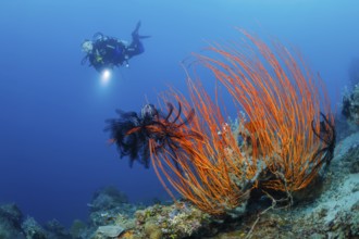 Rutengorgonie, Ellisella ceratophyta Red Whip Coral, Ellisella ceratophyta