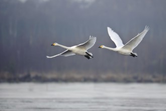 Whooper Swan (Cygnus cygnus) flying, Lower Saxony, Germany