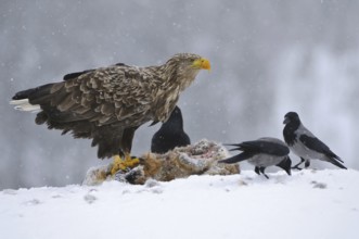 White-tailed Eagle (Haliaeetus albicilla), Norway
