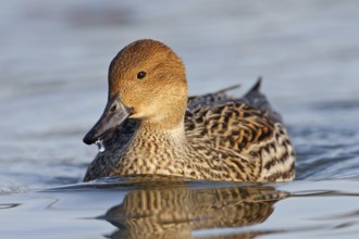Northern Pintail (Anas acuta) female, Baden-Wuerttemberg, Germany