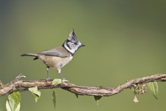 European Crested Tit (Lophophanes cristatus), Portugal