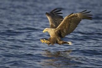 White-tailed Eagle (Haliaeetus albicilla) flying, Nord-Trondelag, Norway