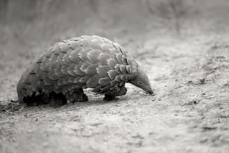 Cape Pangolin (Smutsia temminckii) close-up, Limpopo, South Africa